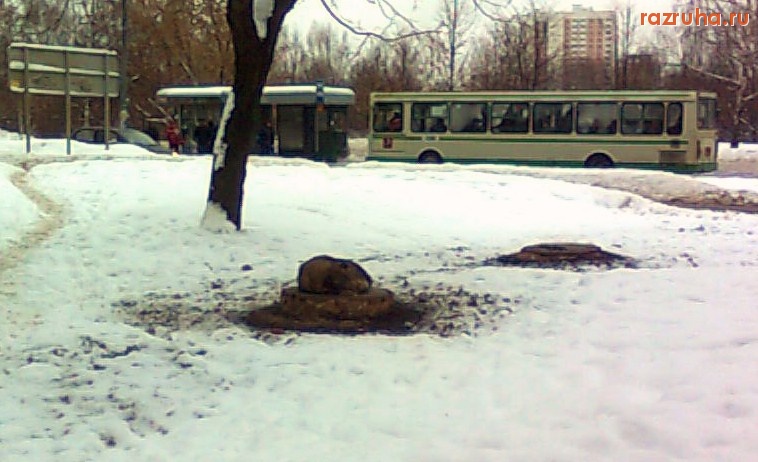 Москва - Бездомная собака спасается от холодов