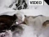 - Редкий лось доживет до середины зимы. (видео)