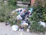 Курск - В траве мусор не скрылся